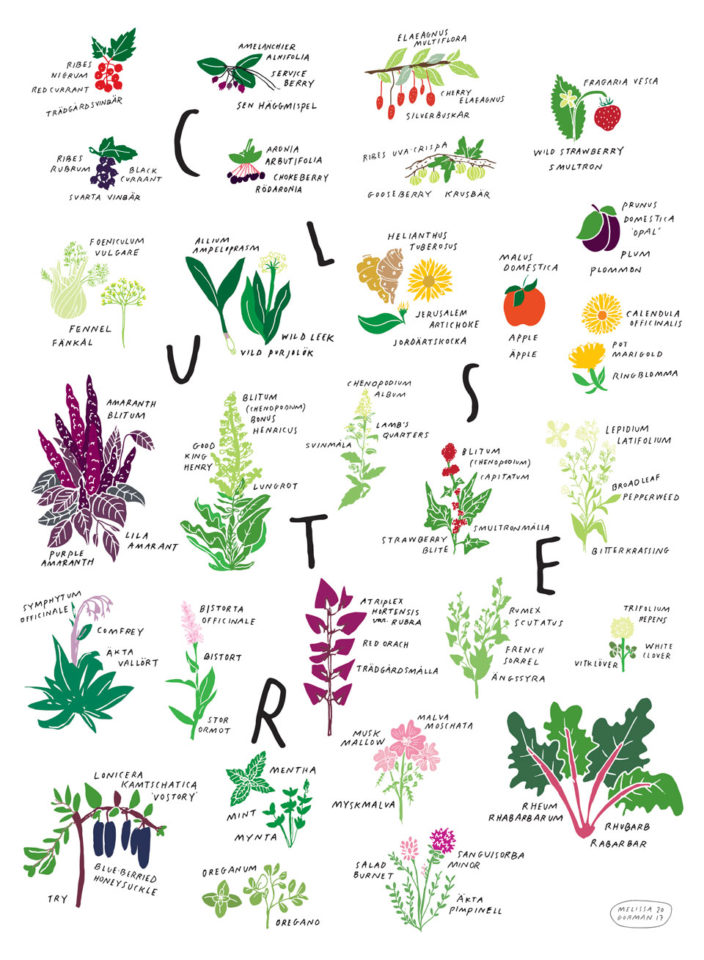 Chart of Perennial Edibles at Cluster